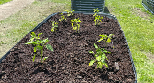 community garden 1