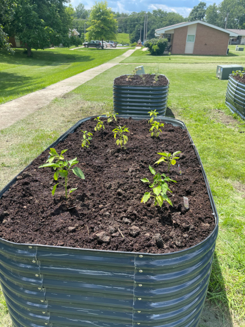 community garden 1